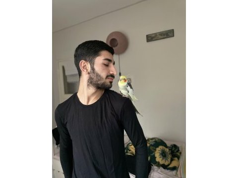 6 aylık sultan papağanı