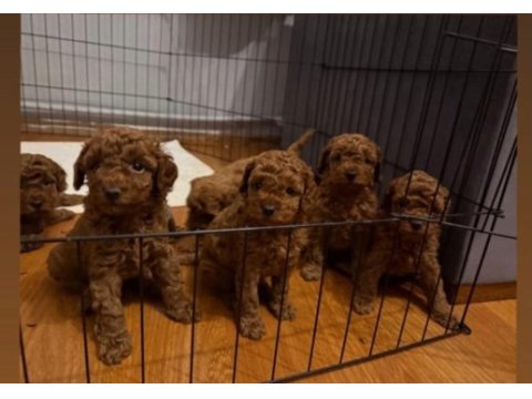 Orjinal cins toy poodle aciliyetli