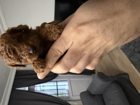 Anne altından red brown toy poodle
