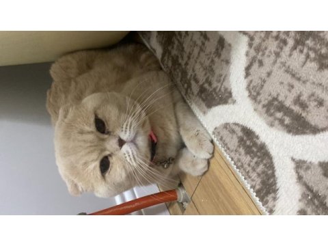 1 yaşından gold erkek fold