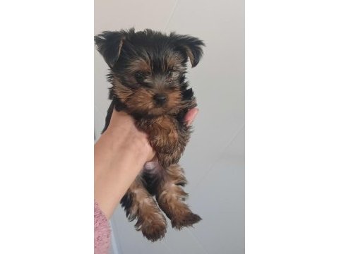 Orjinal yorkshire terrier mini minnacıklar