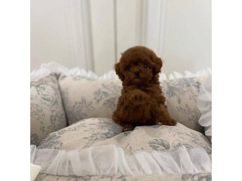 Kore kan poodle yavrularımız