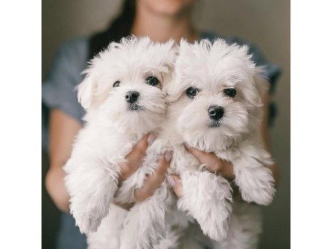 0 numara maltese yavruları