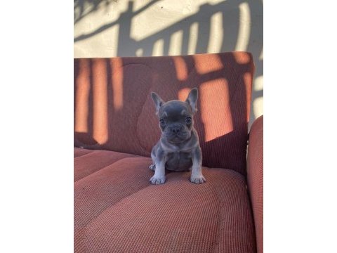 Mükemmel kalite blue tan dişi french bulldog
