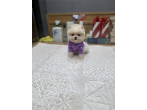 Tedy face pomeranian boo yavrularımız