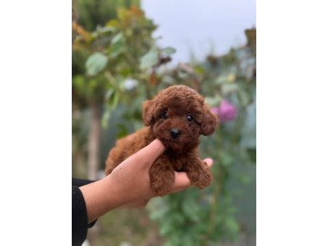 Minik poodl turtalarım yeni ailesini arıyor