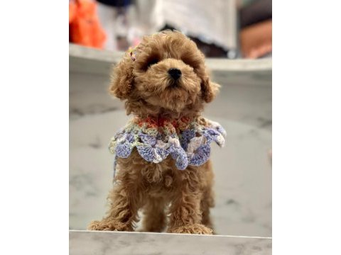 F1 kalite maltipoo bebeklerim