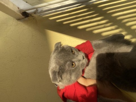 80 günlük iç dış paraziti yapılmış dişi scottish fold acil