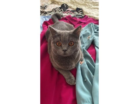 Çiftleştirme ilanıdır british longhair