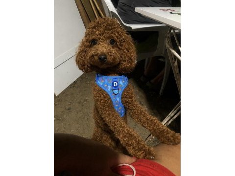 Erkek poodle 1 yaşında erkek
