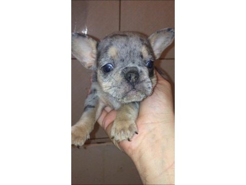 Dişi merle tan anatomi harikası french bulldog