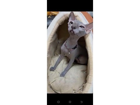 Sphynx sfenks