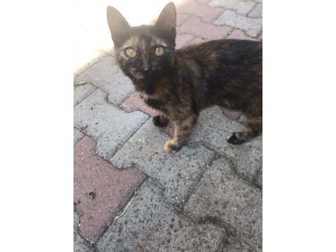Dişi kedimize ömürlük yuva arıyoruz