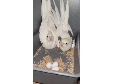 2 takım cf sultan papağanı