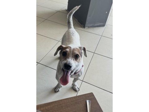 Ücretsiz sahiplendirme köpeğimiz