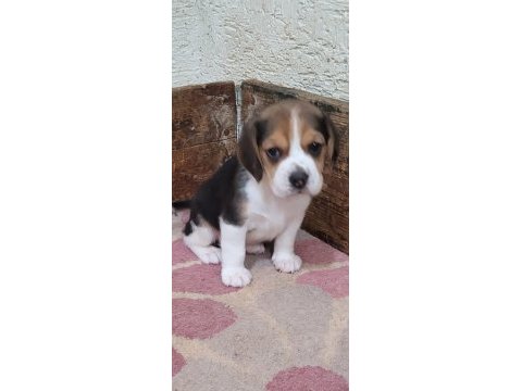 Beagle yavrularımız ırk garantilidir