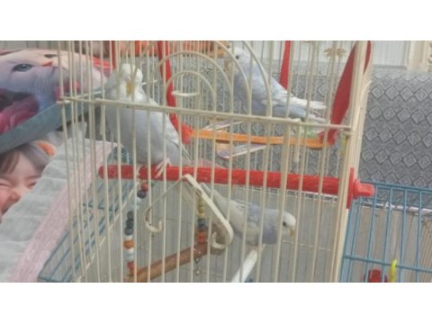 Muhabbet kuşu hepsi bebek 3 haftalık evimde büyüttüm