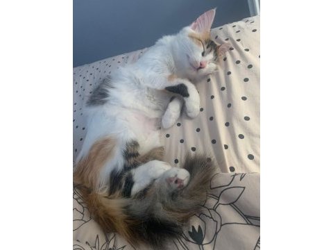 Miyavlamıyor mikliyor adı miki tekir
