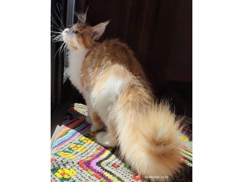 Geleceğin şampiyon adayı safkan şecereli maine coon