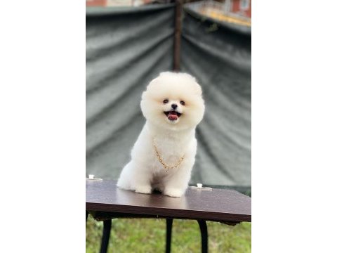 Evlerinize getirecek pomeranian boo köpekler hazır