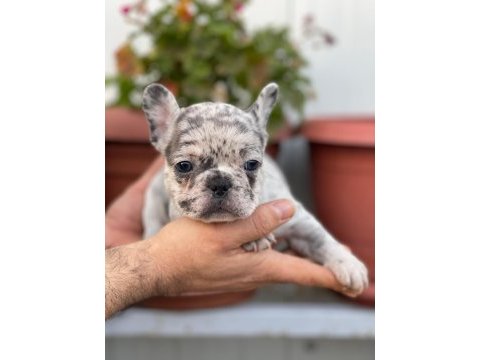 Üst kalite french bulldog yavrularım teslime hazır