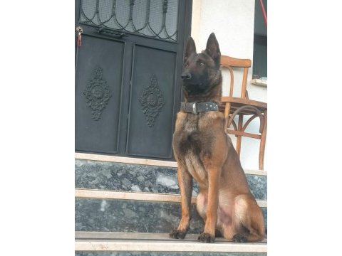 Knpv çalışma hattı belçika malinois yavruları