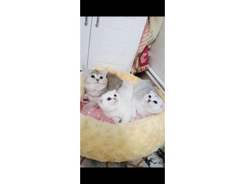 Safkan a kalite scottish fold bebeklerim