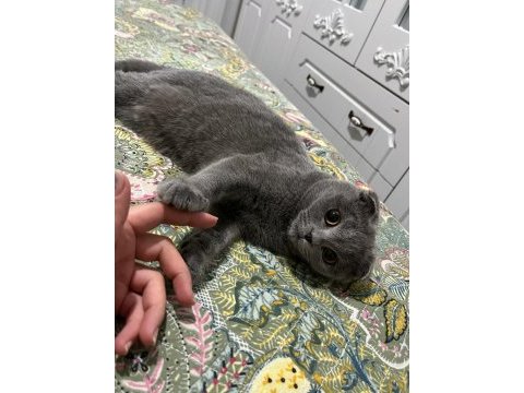 Full orjinal 5 aylık dişi evde büyümüş scottish fold