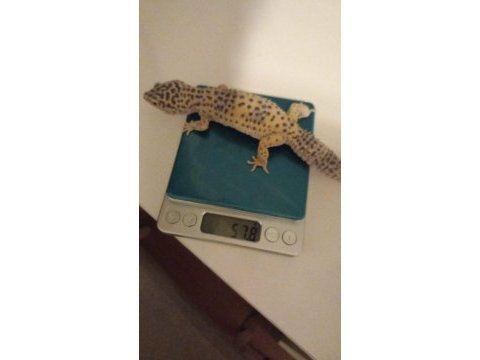 1 yaşında dişi leopar gecko
