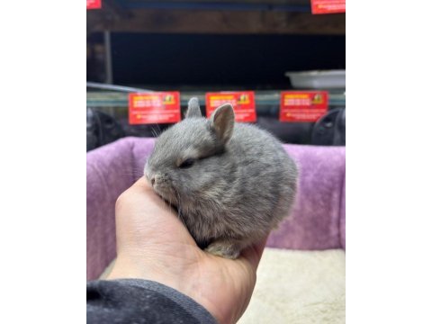 Cüce netherland dwarf tavşanlar
