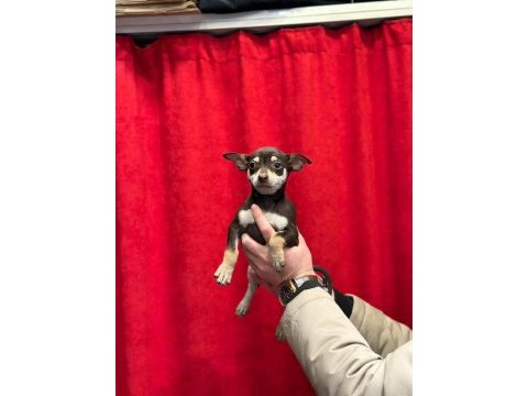 A+plus pinscher yavrular
