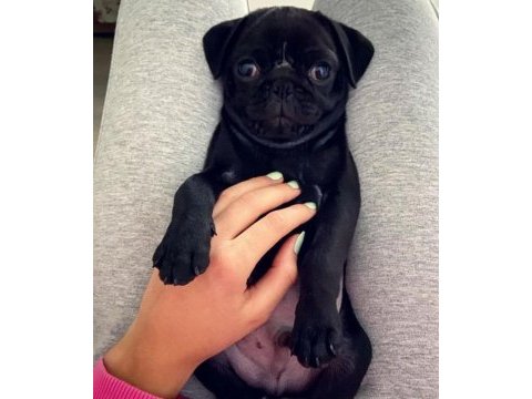 Eğitimli siyah pug