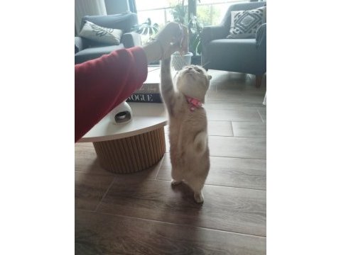 Scottish fold fıstık yeni yuvasını arıyor