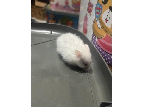 Uzun tüylü suriye hamsterları yeni sahiplerini bekliyor