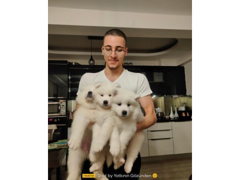 23 haziran doğumlu safkan a kalite samoyed bebekler