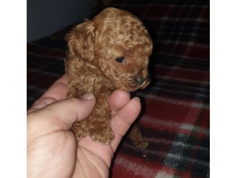 Minik poodle yavrular yeni yuvalarını arıyorlar