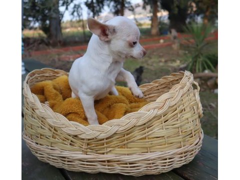 Chihuahua dişi elma kafa küt burun a kalite