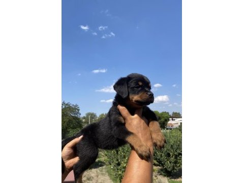 Koca kafa rottweiler yavruları burkem‘den