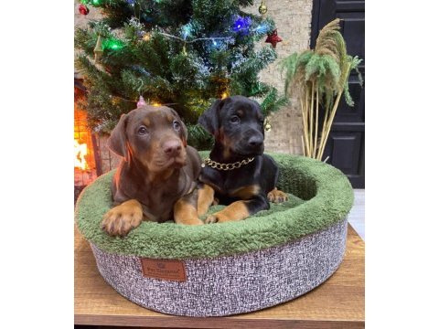 Safkan ırk ve sağlık garantili doberman yavruları