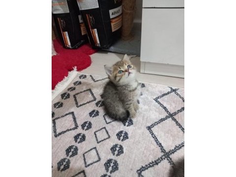 2 aylık british shorthair erkek ve dişi