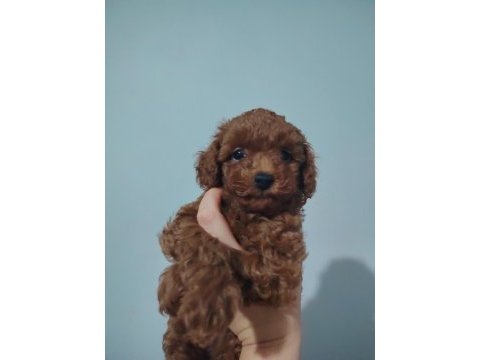 2 aylık erkek dişi poodle yavrular