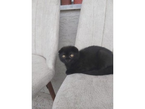 Tatlı scottish fold yavrularımız