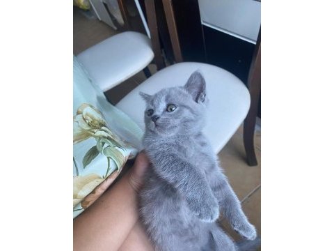 Scottish fold ve british shorthair yavrular