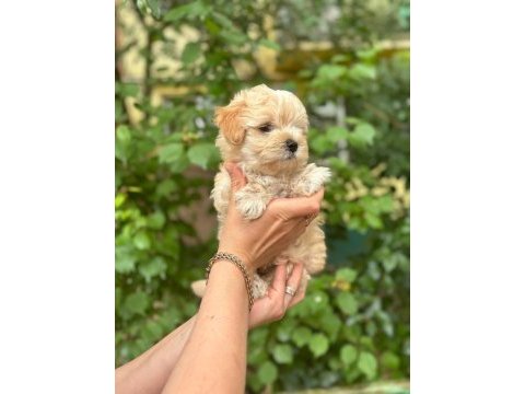 Irkının harikası maltipoo yavrularım
