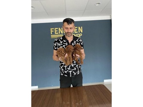 En güzelini arayanlara toy poodle yavrularımız hazır