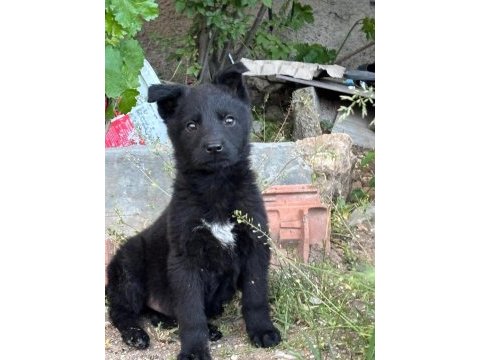 Soli̇d black - bicolor worki̇ngli̇ne alman kurdu yavrular