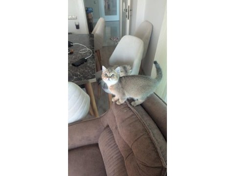 British longhair ve shorthair erkek yavrular