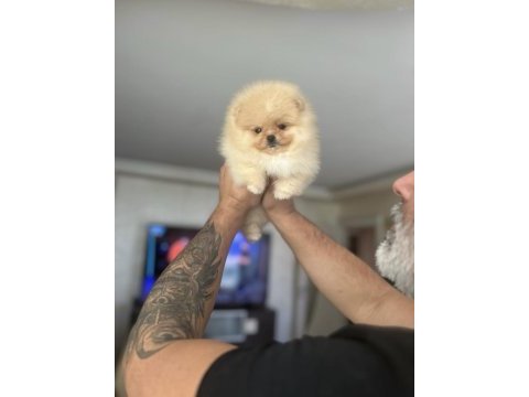 Bal gibi mini ayıcık pomeranian