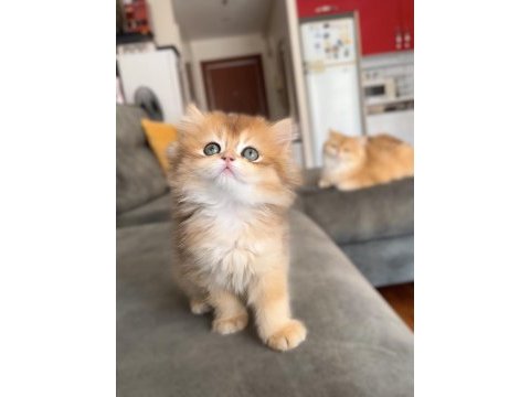 Golden ny12 erkek bebek british longhair