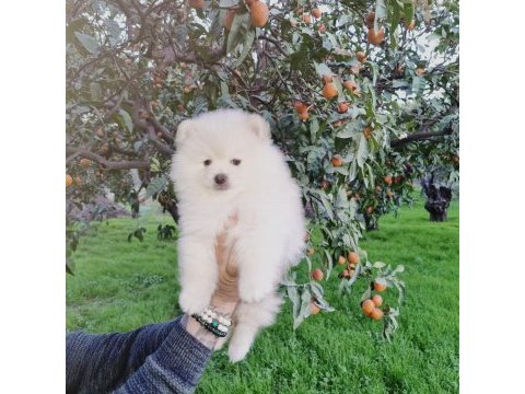 Kar beyazı pomeranian yavrularımız